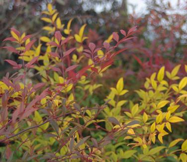 Nandina domestica 