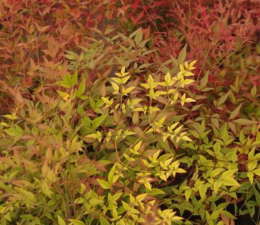 Nandina domestica - Heavenly Bamboo