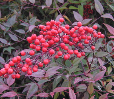 Nandina domestica