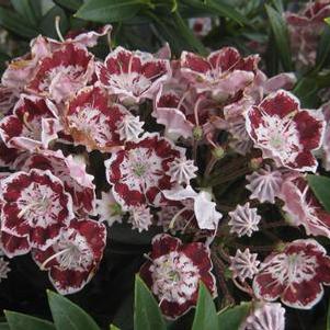 Kalmia latifolia Minuet