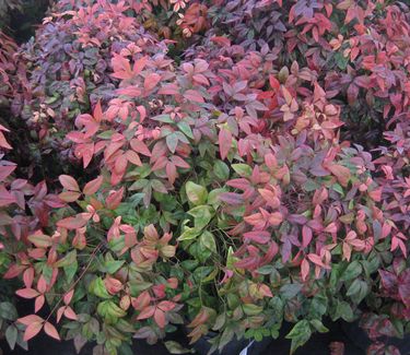 Nandina domestica 'Fire Power' - Heavenly Bamboo 