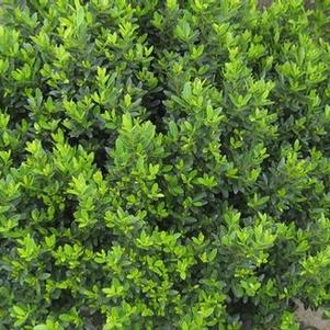 Ilex crenata Hoogendorn