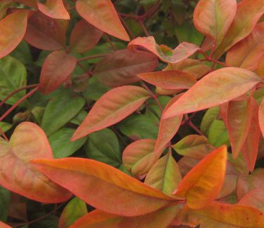 Nandina domestica 'Fire Power' - Heavenly Bamboo (Fall color) 