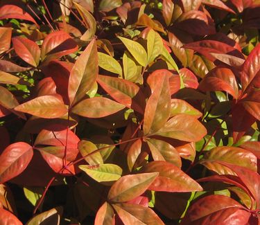 Nandina domestica 'Fire Power' - Heavenly Bamboo (Fall color)