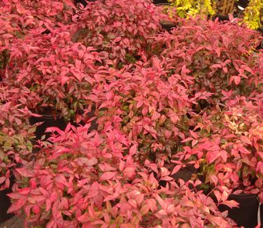 Nandina domestica Fire Power