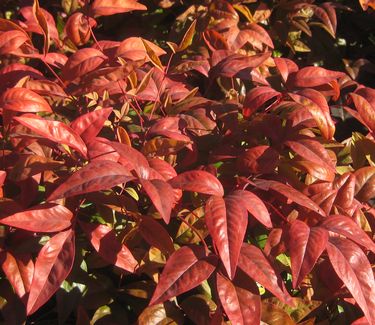 Nandina domestica 'Fire Power' - Heavenly Bamboo (Fall Color)