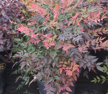 Nandina domestica Gulfstream™ - Heavenly Bamboo