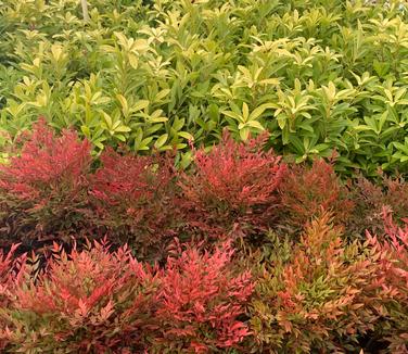 Nandina domestica Gulf Stream