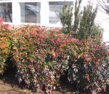 Nandina domestica Gulfstream™ 