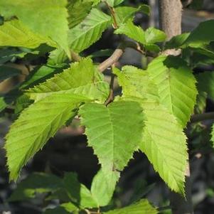 Carpinus caroliniana 