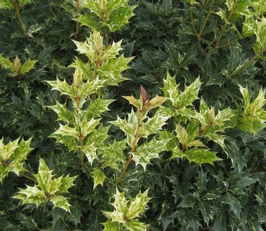 Osmanthus heterophyllus 'Goshiki'