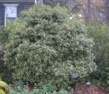 Osmanthus heterophyllus Goshiki (at Scott Arb)