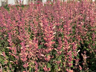 Agastache x 'Pink Pearl' - Hyssop from Pleasant Run Nursery