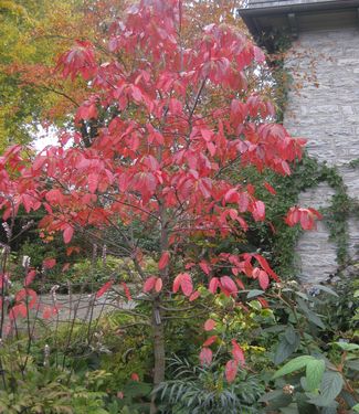 Oxydendrum arboreum