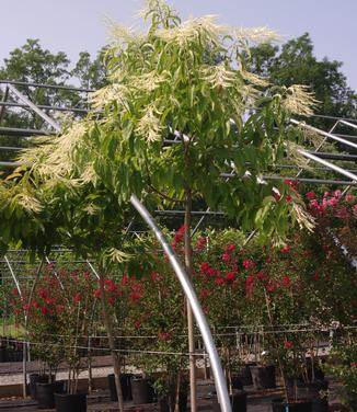 Oxydendrum arboreum