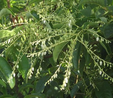 Oxydendrum arboreum 