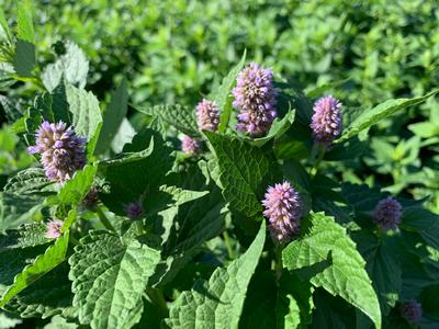 Agastache foeniculum - Anise Hyssop from Pleasant Run Nursery