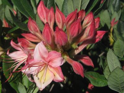 Rhododendron x 'Weston's Lollipop' - Swamp Azalea from Pleasant Run Nursery