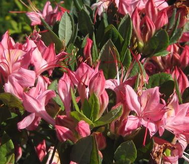 Rhododendron visc. x baker. x arbor. 'Weston's Lollipop' - Swamp Azalea from Pleasant Run Nursery