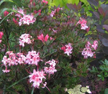 Rhododendron visc. x baker. x arbor. 'Weston's Lollipop' - Swamp Azalea from Pleasant Run Nursery