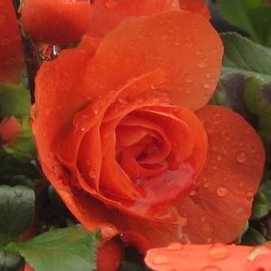 Chaenomeles speciosa Double Take® Orange