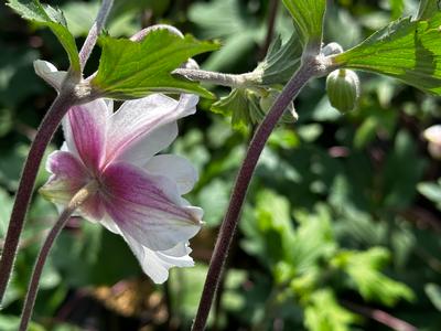 Anemone x 'Dainty Swan' - Wildflower from Pleasant Run Nursery