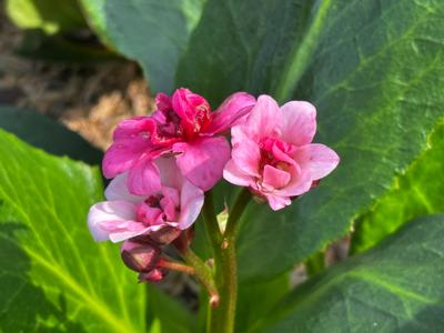 Bergenia x DRAGONFLY™ 'Sakura' - Pigsqueak from Pleasant Run Nursery