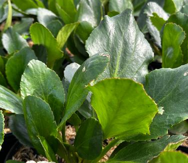 Bergenia x DRAGONFLY™ 'Sakura' - Pigsqueak from Pleasant Run Nursery