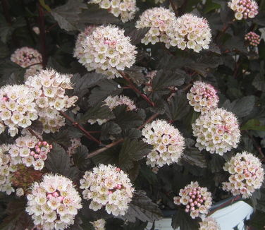 Physocarpus opulifolis Summer Wine