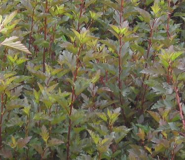 Physocarpus opulifolis Summer Wine® - Ninebark