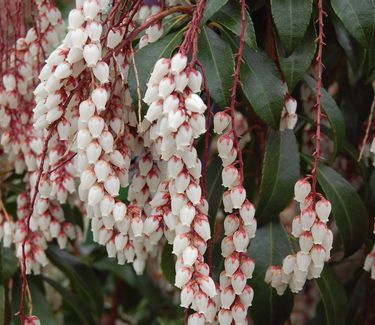 Pieris japonica 'Dorothy Wycoff' 