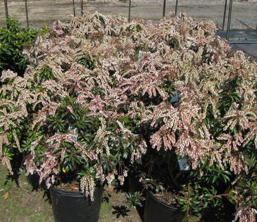 Pieris japonica Dorothy Wycoff - Japanese Andromeda