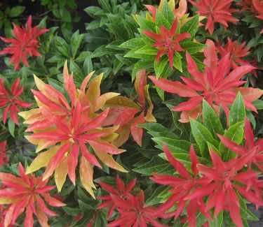 Pieris japonica 'Mountain Fire' 