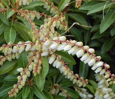 Pieris japonica 'Dorothy Wycoff' 