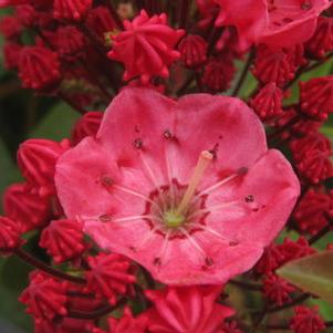 Kalmia latifolia Sarah