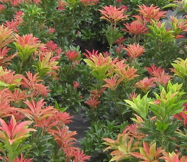 Pieris japonica 'Mountain Fire' - Japanese Andromeda