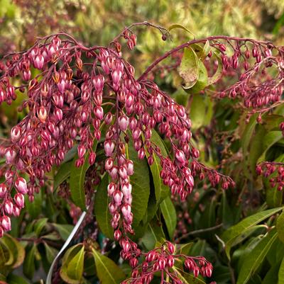 Pieris japonica Katsura