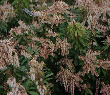 Pieris japonica Mountain Fire