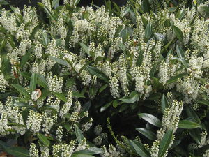 Prunus laurocerasus 'Otto Luykens' - Common Cherry Laurel 