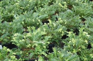 Cephalotaxus harringtonia Prostrata