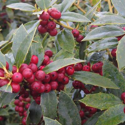 Ilex x Christmas Jewel®