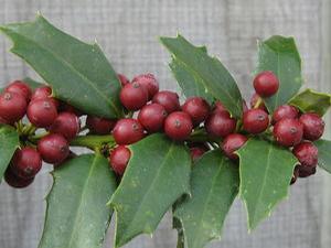 Ilex x Christmas Jewel®