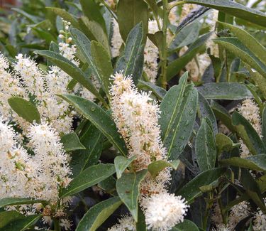 Prunus laurocerasus 'Schipkaensis' - Skip Laurel