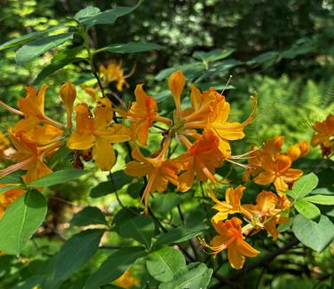 Rhododendron calendulaceum - Flame Azalea from Pleasant Run Nursery