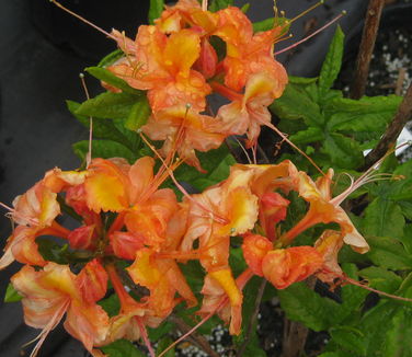 Rhododendron calendulaceum