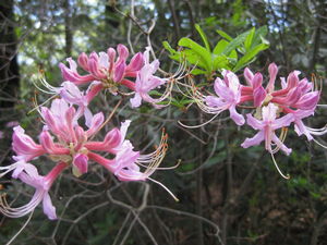 Rhododendron periclymenoides (nudiflorum) - Pinxterbloom Azalea