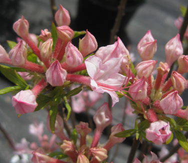 Rhododendron periclymenoides (nudiflorum) - Pinxterbloom Azalea 