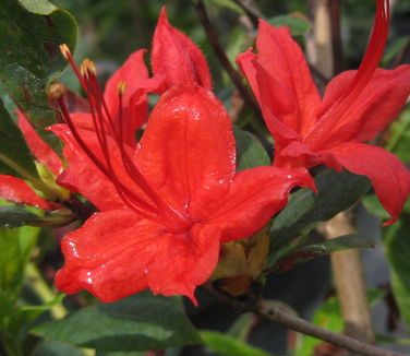 Rhododendron prunifolium - Plumleaf Azalea