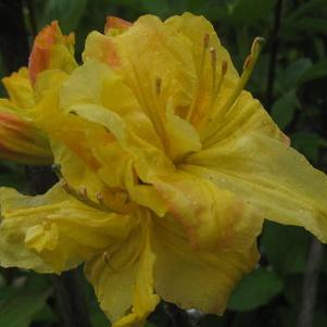 Rhododendron Klondyke