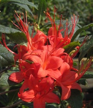 Rhododendron prunifolium - Plumleaf Azalea